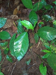 Ficus montana