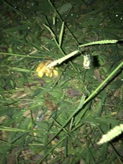 Hygrocybe acutoconica