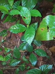 Ficus montana