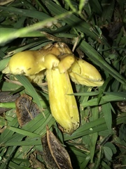 Hygrocybe acutoconica
