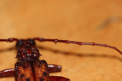 Phoracantha synonyma