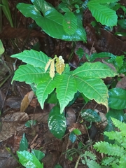 Pometia pinnata