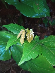Pometia pinnata