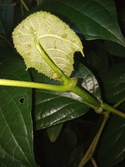 Macaranga triloba