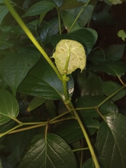 Macaranga triloba