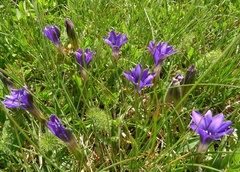 Gentiana pyrenaica
