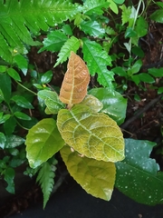 Ficus fistulosa