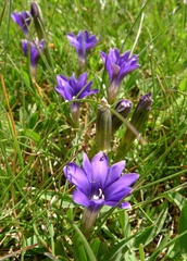 Gentiana pyrenaica