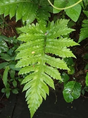 Pleocnemia irregularis