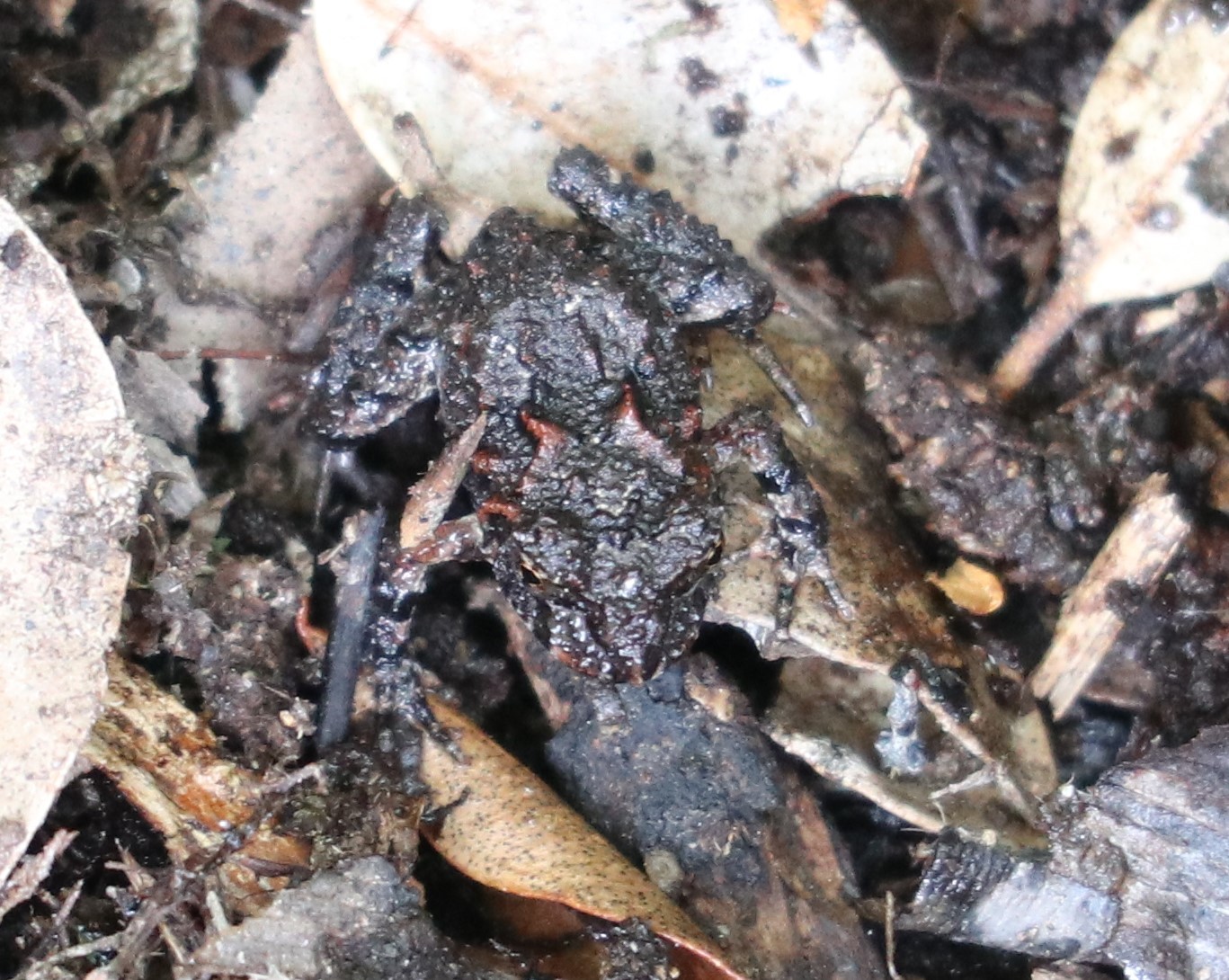 Eupsophus emiliopugini Formas, 1989