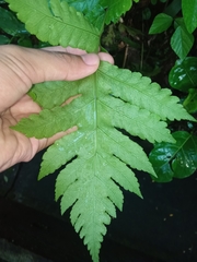 Pleocnemia irregularis