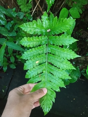 Pleocnemia irregularis