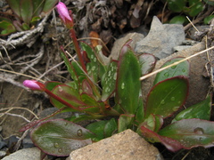 Epilobium crassum