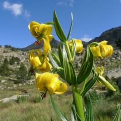 Lilium pyrenaicum