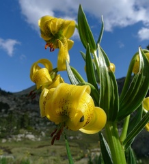 Lilium pyrenaicum