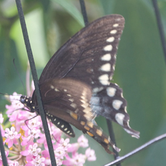 Papilio troilus