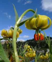 Lilium pyrenaicum