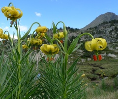 Lilium pyrenaicum