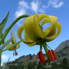 Lilium pyrenaicum