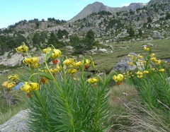 Lilium pyrenaicum