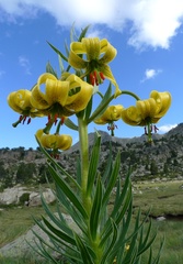 Lilium pyrenaicum