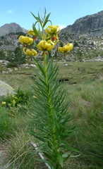 Lilium pyrenaicum