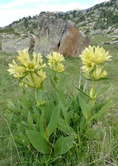 Gentiana burseri burseri