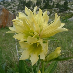 Gentiana burseri burseri