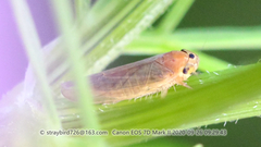 Phlogotettix cyclops