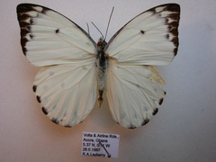 Belenois calypso calypso