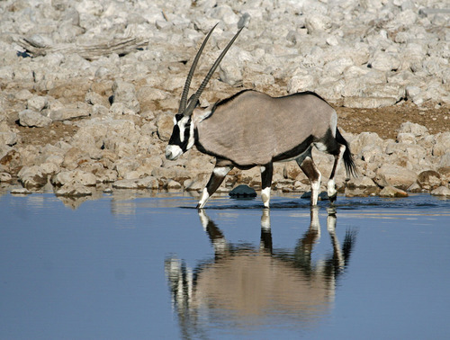 Gemsbok
