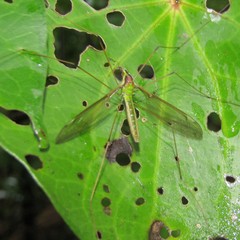 Leptotarsus albistigma
