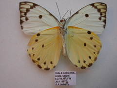 Belenois calypso calypso