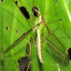 Leptotarsus albistigma
