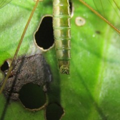 Leptotarsus albistigma