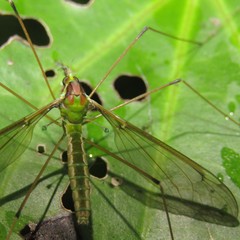 Leptotarsus albistigma