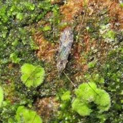 Amphineurus hudsoni
