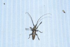 Monochamus marmorator