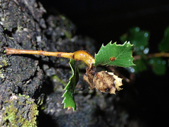 Protobalandricus spectabilis