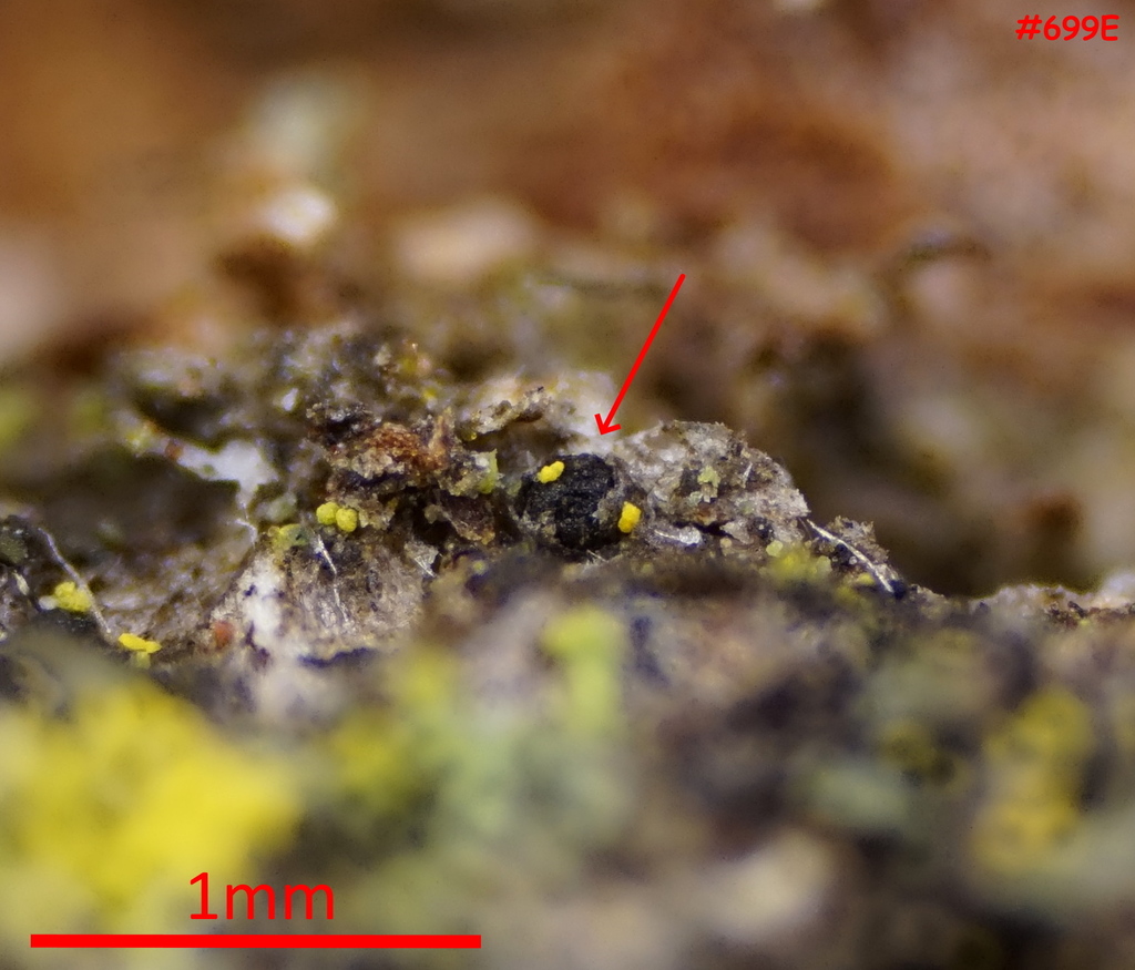 Rebentischia massalongoi