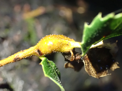 Protobalandricus spectabilis