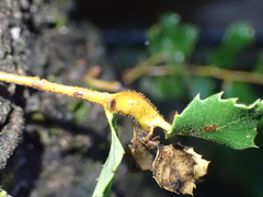 Protobalandricus spectabilis