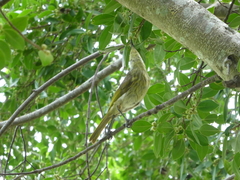 Gavicalis versicolor