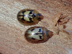 Peltoschema hamadryas