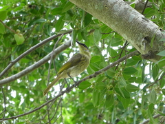 Gavicalis versicolor