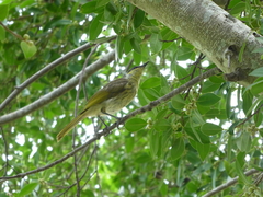 Gavicalis versicolor