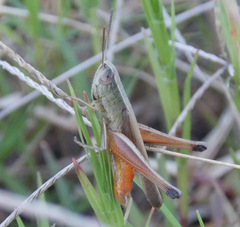 Amblytropidia australis
