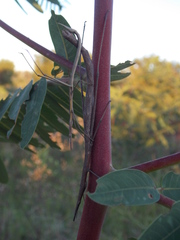 Tetanorhynchini