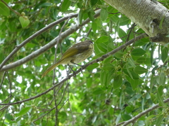 Gavicalis versicolor