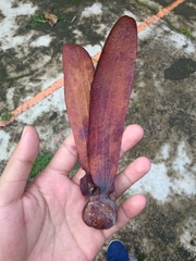 Dipterocarpus